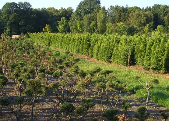 Baumschule mit angeschlossenem Pflanzenvertrieb