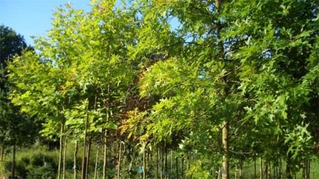 Baumschule mit angeschlossenem Pflanzenvertrieb