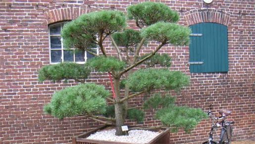 Baumschule mit angeschlossenem Pflanzenvertrieb