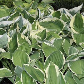 Galerie | Baumschule Haase-Böschen | Ottersberg