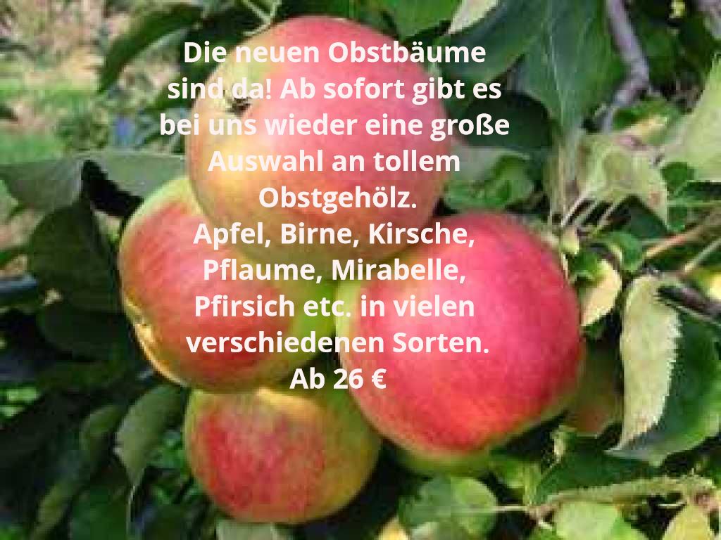 Die neuen Obstbäume sind da! Ab sofort gibt es bei uns wieder eine große Auswahl an tollem Obstgehölz. Apfel, Birne, Kirsche, Pflaume, Mirabelle, Pfirsich etc. in vielen verschiedenen Sorten. Ab 26 €