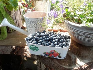 Kulturheidelbeeren 