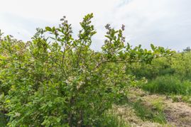 Bäumen und Pflanzen auf dem Pflanzenhof
