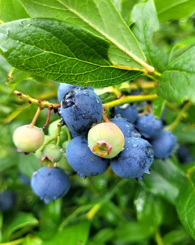 Blaubeeren